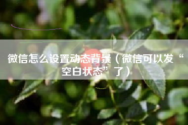 微信怎么设置动态背景（微信可以发“空白状态”了）