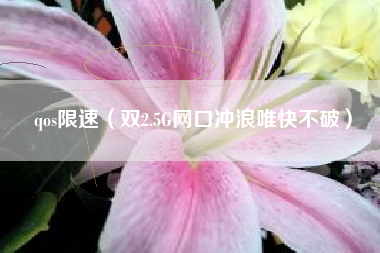 qos限速（双2.5G网口冲浪唯快不破）