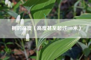 树的高度（高度甚至超过100米）