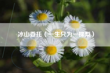 详细阅读:冰山委托(一生只为一棵梨) 冰山委托(一生只为一棵梨)