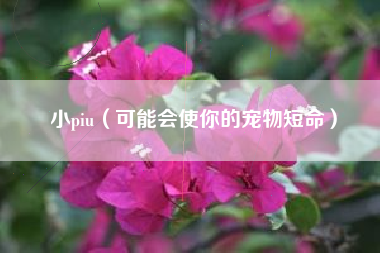 小piu(可能会使你的宠物短命)