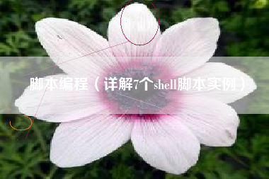 脚本编程(详解7个shell脚本实例)