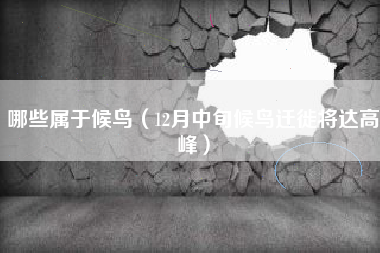 哪些属于候鸟（12月中旬候鸟迁徙将达高峰）