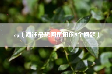 op(海迷最想问尾田的9个问题)