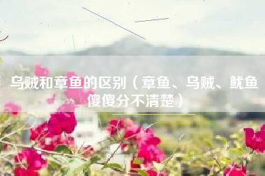 乌贼和章鱼的区别(章鱼、乌贼、鱿鱼傻傻分不清楚)
