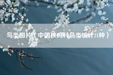 鸟类图片（中国秧鸡科鸟类统计21种）