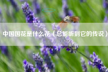 中国国花是什么花(总能听到它的传说)