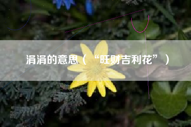 涓涓的意思(“旺财吉利花”)