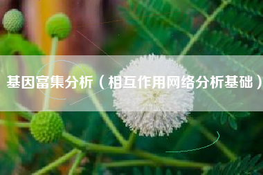 基因富集分析（相互作用网络分析基础）