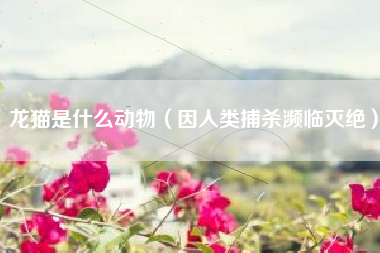 龙猫是什么动物(因人类捕杀濒临灭绝)