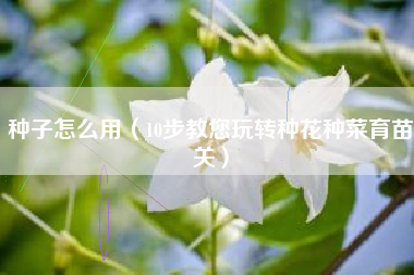 种子怎么用(10步教您玩转种花种菜育苗关)