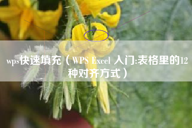 wps快速填充（WPS Excel 入门:表格里的12种对齐方式）