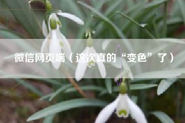 微信网页端(这次真的“变色”了)