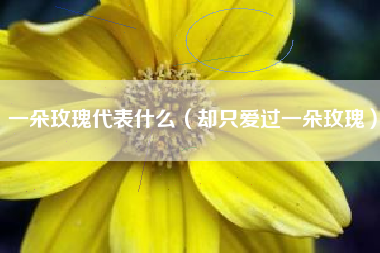 一朵玫瑰代表什么（却只爱过一朵玫瑰）