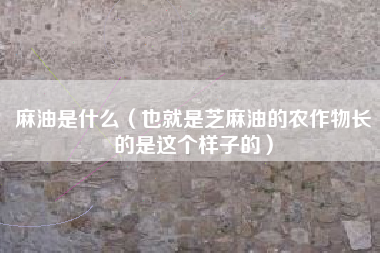 麻油是什么(也就是芝麻油的农作物长的是这个样子的)