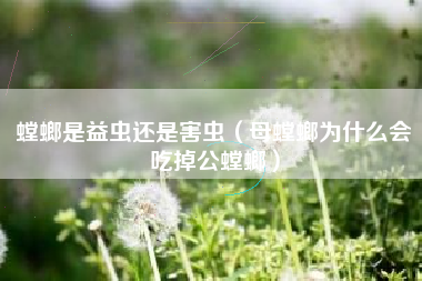 螳螂是益虫还是害虫(母螳螂为什么会吃掉公螳螂)