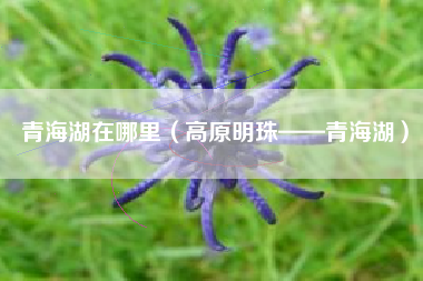青海湖在哪里（高原明珠——青海湖）