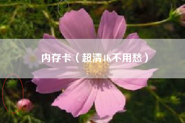 内存卡（超清4K不用愁）
