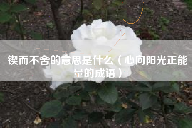 锲而不舍的意思是什么（心向阳光正能量的成语）