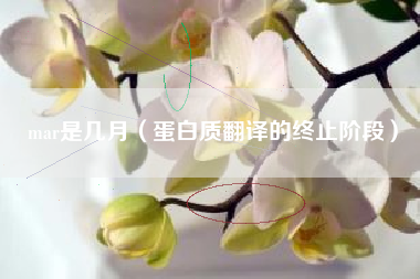 mar是几月（蛋白质翻译的终止阶段）