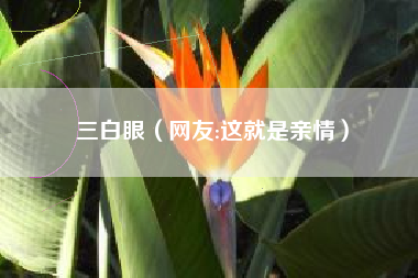 三白眼(网友:这就是亲情)