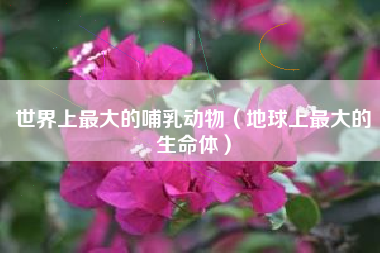 世界上最大的哺乳动物（地球上最大的生命体）