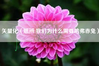 矢量化(思辨:我们为什么需要哈弗赤兔)