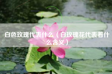 白色玫瑰代表什么（白玫瑰花代表着什么含义）