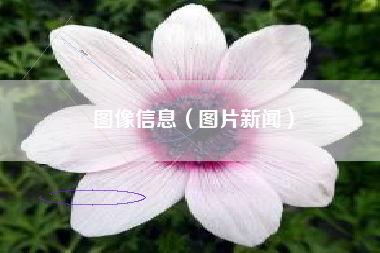 图像信息(图片新闻)