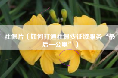 社保片（如何打通社保费征缴服务“最后一公里”）