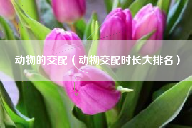 动物的交配(动物交配时长大排名)