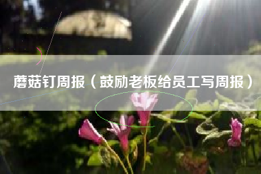 蘑菇钉周报（鼓励老板给员工写周报）