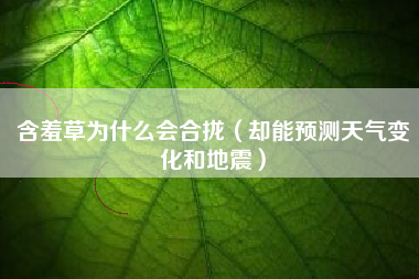 含羞草为什么会合拢(却能预测天气变化和地震)