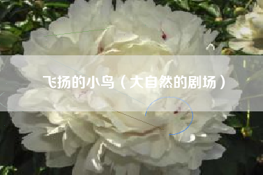 飞扬的小鸟(大自然的剧场)