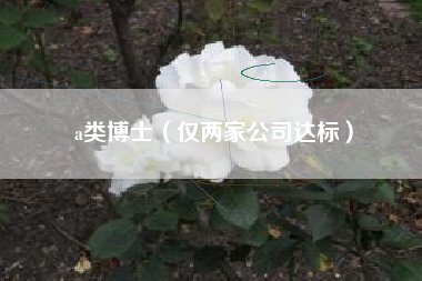 a类博士（仅两家公司达标）