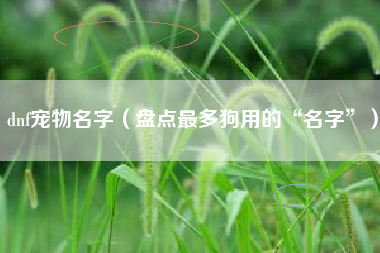 dnf宠物名字(盘点最多狗用的“名字”)