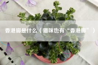 香港脚是什么（猫咪也有“香港脚”）