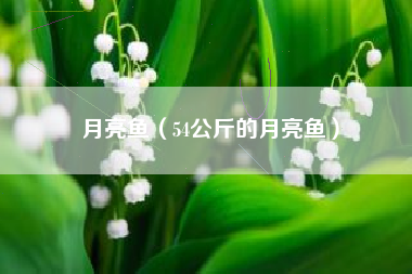 月亮鱼（54公斤的月亮鱼）