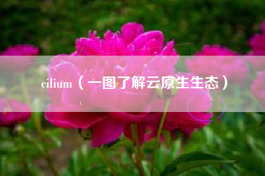 cilium（一图了解云原生生态）