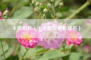 半格相机（十大单反相机排名）