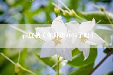 ipa安装（你升级iOS15了吗）