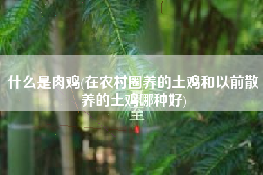 什么是肉鸡(在农村圈养的土鸡和以前散养的土鸡哪种好)