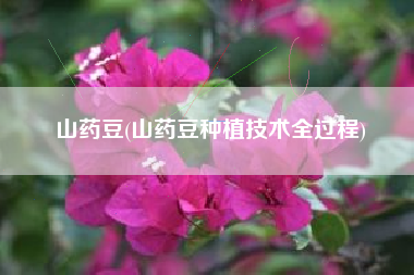 详细阅读:山药豆(山药豆种植技术全过程) 山药豆(山药豆种植技术全过程)