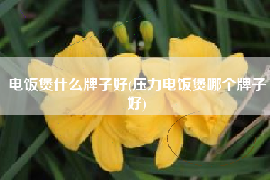 电饭煲什么牌子好(压力电饭煲哪个牌子好)