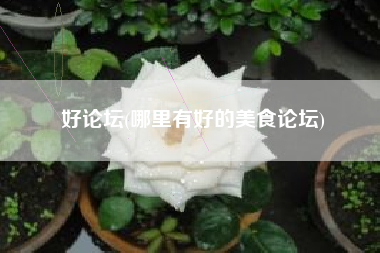 好论坛(哪里有好的美食论坛)