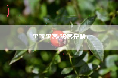 详细阅读:黑帽黑客(骇客是啥) 黑帽黑客(骇客是啥)