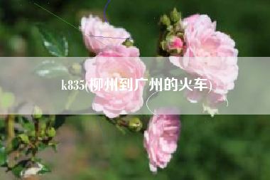 k835(柳州到广州的火车)
