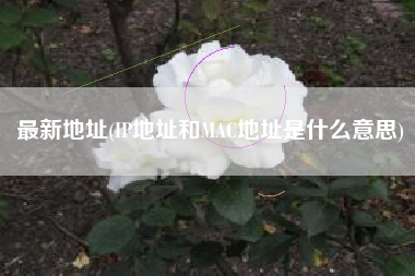最新地址(IP地址和MAC地址是什么意思)