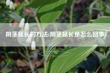阴茎延长的方法(阴茎延长是怎么回事)