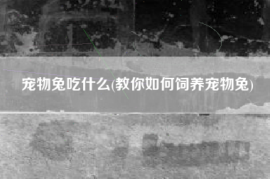 宠物兔吃什么(教你如何饲养宠物兔)